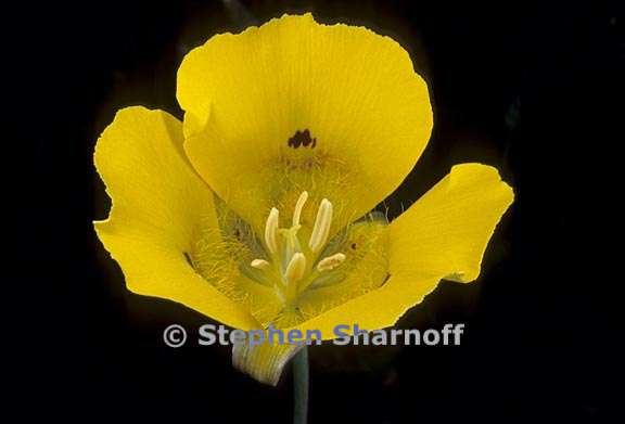 calochortus luteus 2 graphic